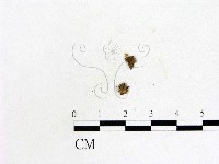 登錄號:F0007962藏品圖，第1張