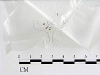 登錄號:F0007964藏品圖，第1張