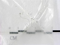 登錄號:F0007973藏品圖，第1張