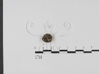 登錄號:F0007975藏品圖，第1張