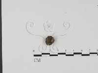 登錄號:F0007975藏品圖，第3張