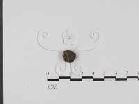 登錄號:F0007975藏品圖，第4張