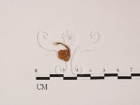 登錄號:F0007979藏品圖，第1張