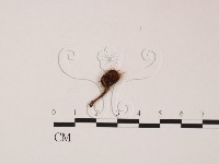 登錄號:F0007981藏品圖，第3張