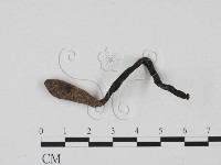 炭角菌屬藏品圖，第1張