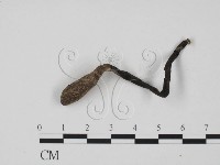 炭角菌屬藏品圖，第3張