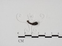 炭角菌屬藏品圖，第1張