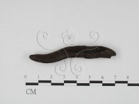 炭角菌屬藏品圖，第3張