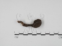 炭角菌屬藏品圖，第3張