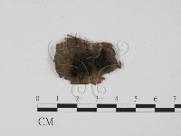 登錄號:F0007989藏品圖，第1張