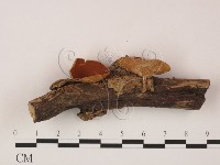 登錄號:F0007990藏品圖，第1張