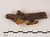 登錄號:F0007990藏品圖，第3張