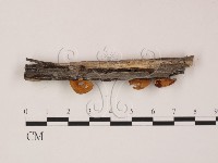 登錄號:F0008002藏品圖，第1張