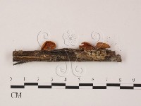 登錄號:F0008002藏品圖，第3張