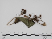 黑粉菌屬藏品圖，第3張