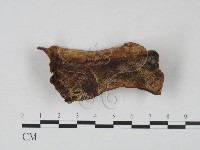 登錄號:F0008007藏品圖，第1張