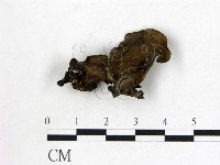 登錄號:F0008008藏品圖，第1張