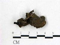 登錄號:F0008008藏品圖，第3張