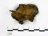 登錄號:F0008009藏品圖，第1張