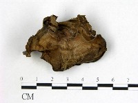 登錄號:F0008009藏品圖，第3張