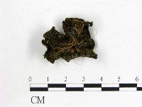 木耳藏品圖，第3張