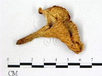 登錄號:F0008013藏品圖，第1張