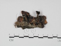 登錄號:F0008016藏品圖，第1張