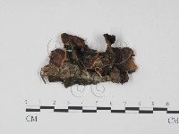 登錄號:F0008016藏品圖，第3張