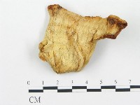 登錄號:F0008018藏品圖，第1張