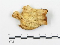 登錄號:F0008019藏品圖，第3張