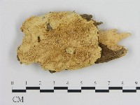 登錄號:F0008022藏品圖，第1張