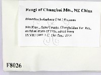 登錄號:F0008026藏品圖，第2張