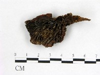 登錄號:F0008026藏品圖，第1張