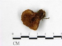 登錄號:F0008030藏品圖，第1張