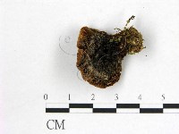 登錄號:F0008030藏品圖，第3張