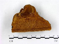 登錄號:F0008031藏品圖，第3張