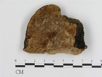 登錄號:F0008033藏品圖，第3張