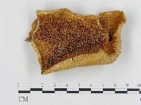 登錄號:F0008034藏品圖，第1張