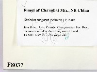 登錄號:F0008037藏品圖，第2張