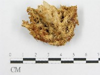 登錄號:F0008039藏品圖，第1張