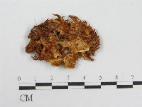 登錄號:F0008040藏品圖，第1張