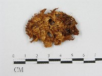 登錄號:F0008040藏品圖，第3張