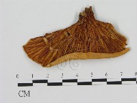 登錄號:F0008041藏品圖，第1張