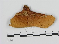 登錄號:F0008041藏品圖，第3張