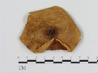 登錄號:F0008042藏品圖，第1張