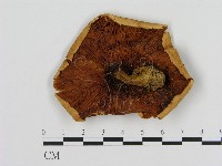 登錄號:F0008042藏品圖，第3張