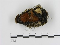 登錄號:F0008045藏品圖，第1張
