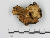 登錄號:F0008047藏品圖，第1張