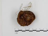 登錄號:F0008053藏品圖，第1張
