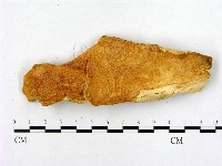 登錄號:F0008054藏品圖，第1張